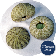 8682 - Sea Urchin - Green